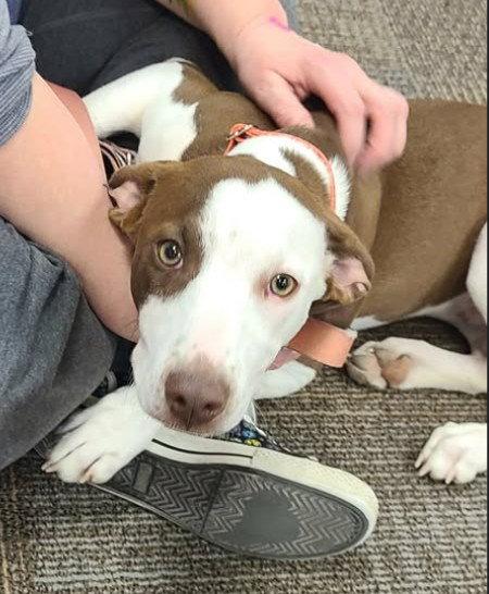 Peaches, Adopted, Puppy Female Labrador Retriever & Hound.