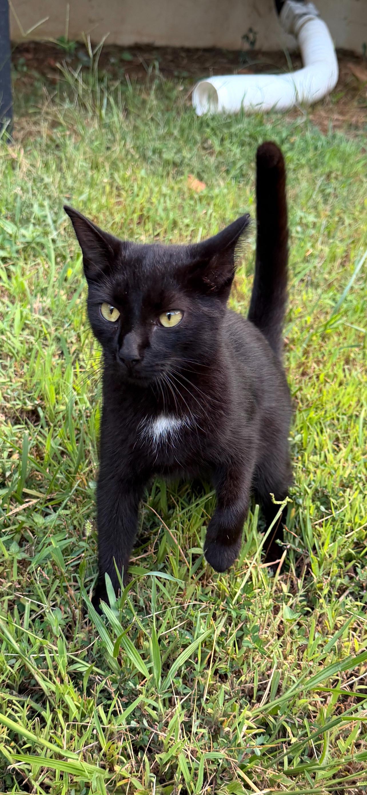 Enlarge Ivy, a Adoptable Bombay in Rock Spring, GA image 1/1