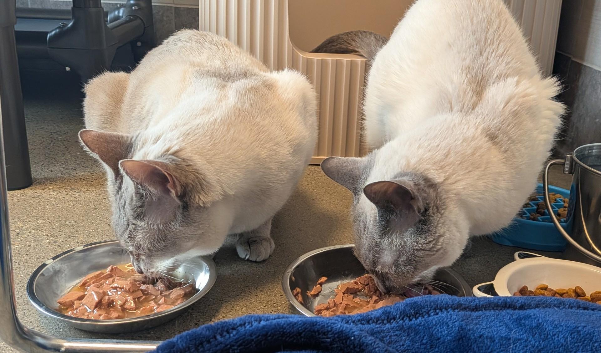 Binx, a Adoptable Siamese in Eighty Four, PA image 4/4