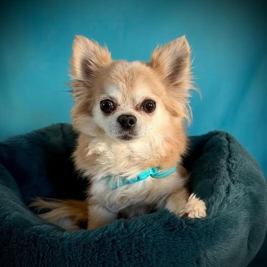 Dolly, Adoptable, Senior Female Chihuahua.