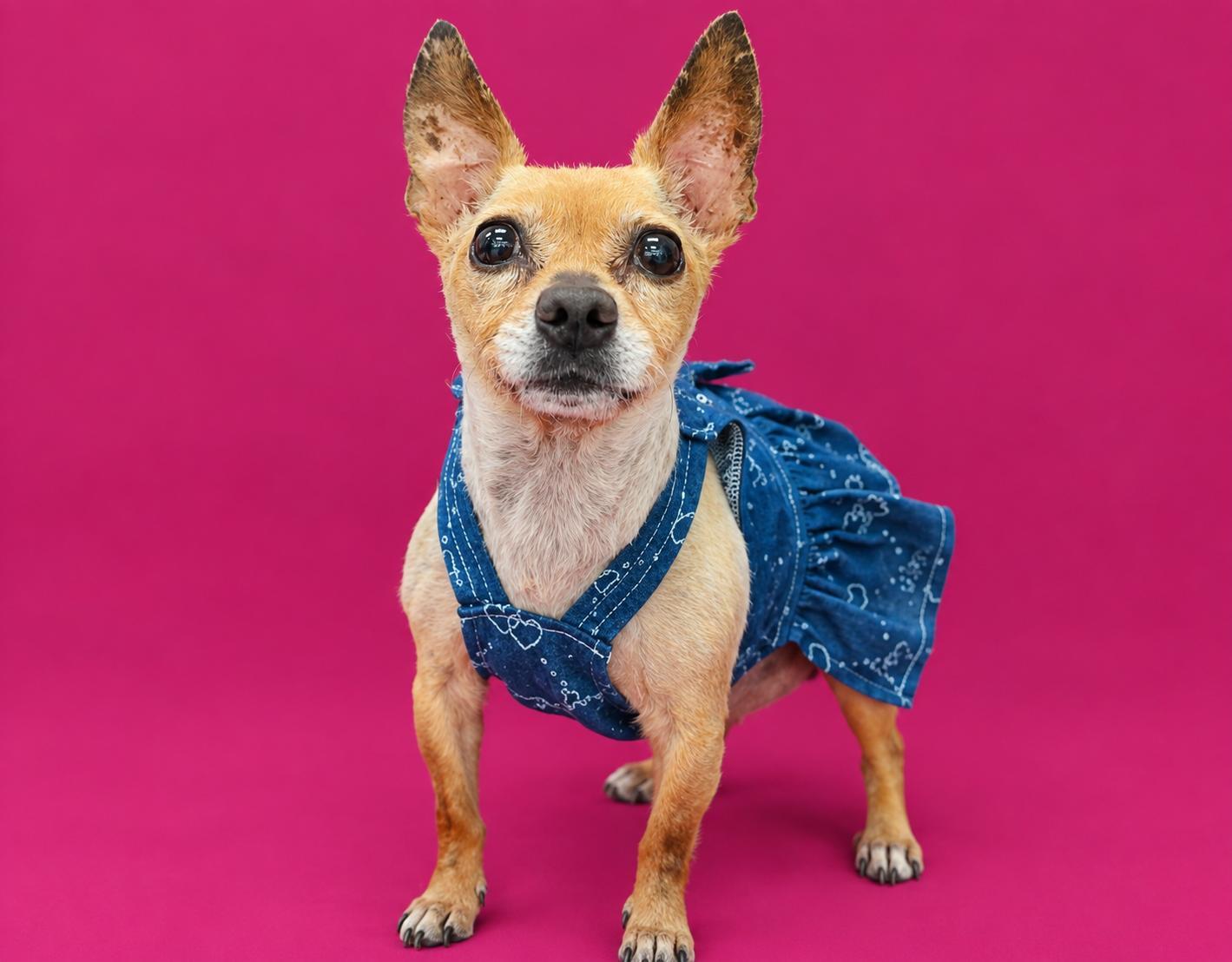 NIMBUS, Adoptable, Adult Female Chihuahua.