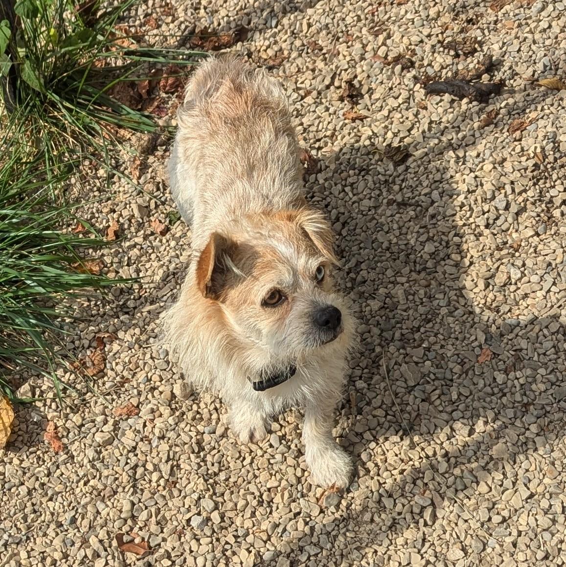 Enlarge Bowie, a Adopted Terrier in Plain City, OH image 1/6
