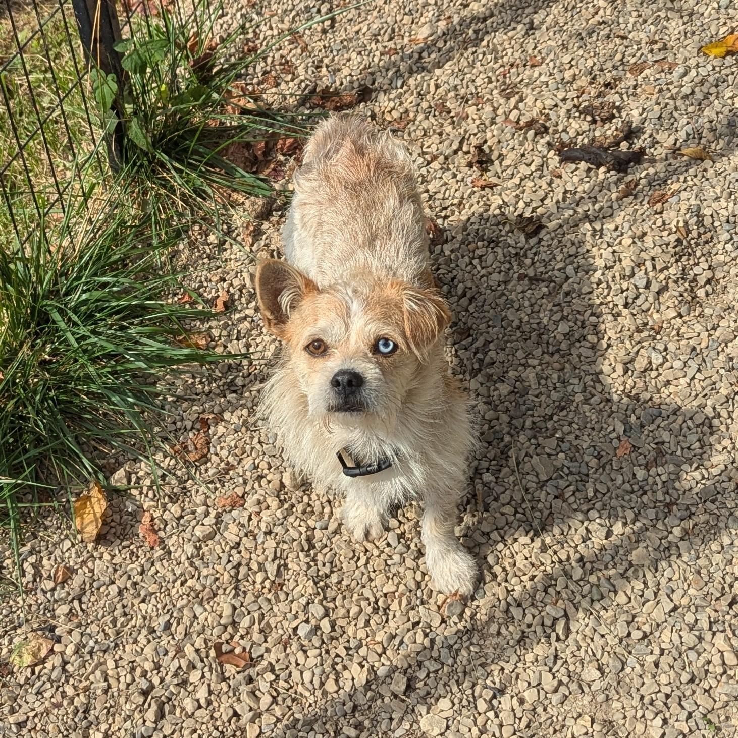 Enlarge Bowie, a Adopted Terrier in Plain City, OH image 2/6