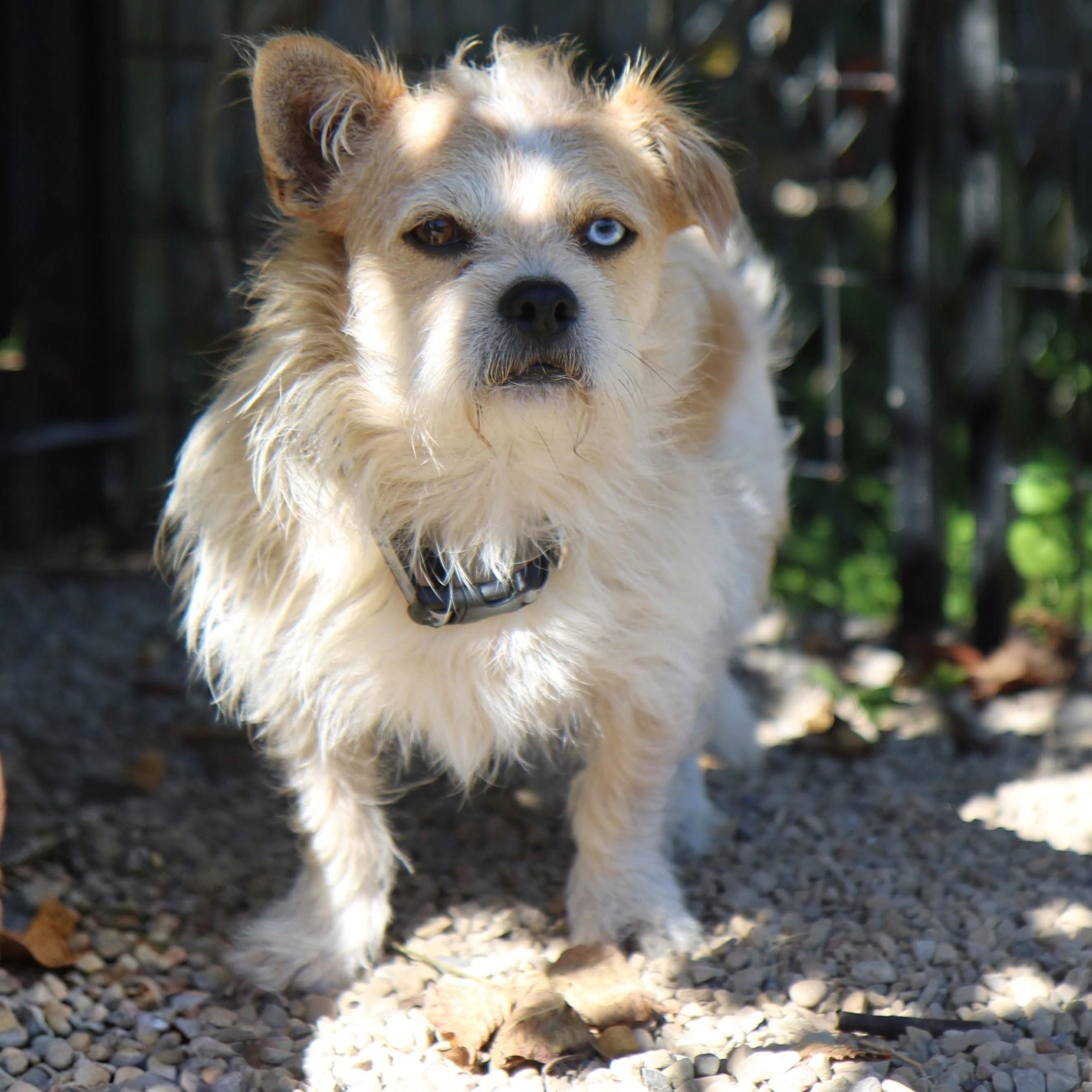 Enlarge Bowie, a Adopted Terrier in Plain City, OH image 3/6