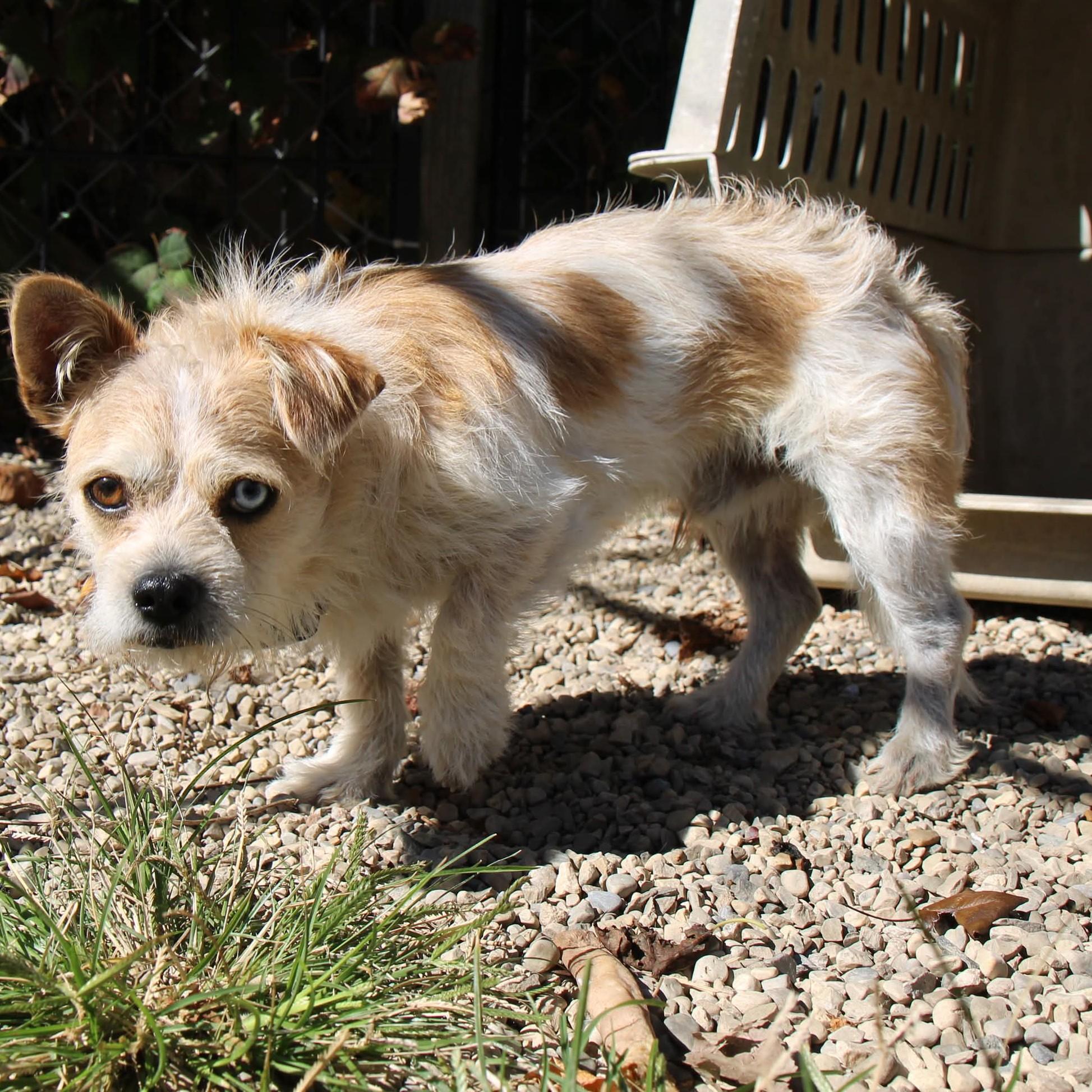 Enlarge Bowie, a Adopted Terrier in Plain City, OH image 4/6