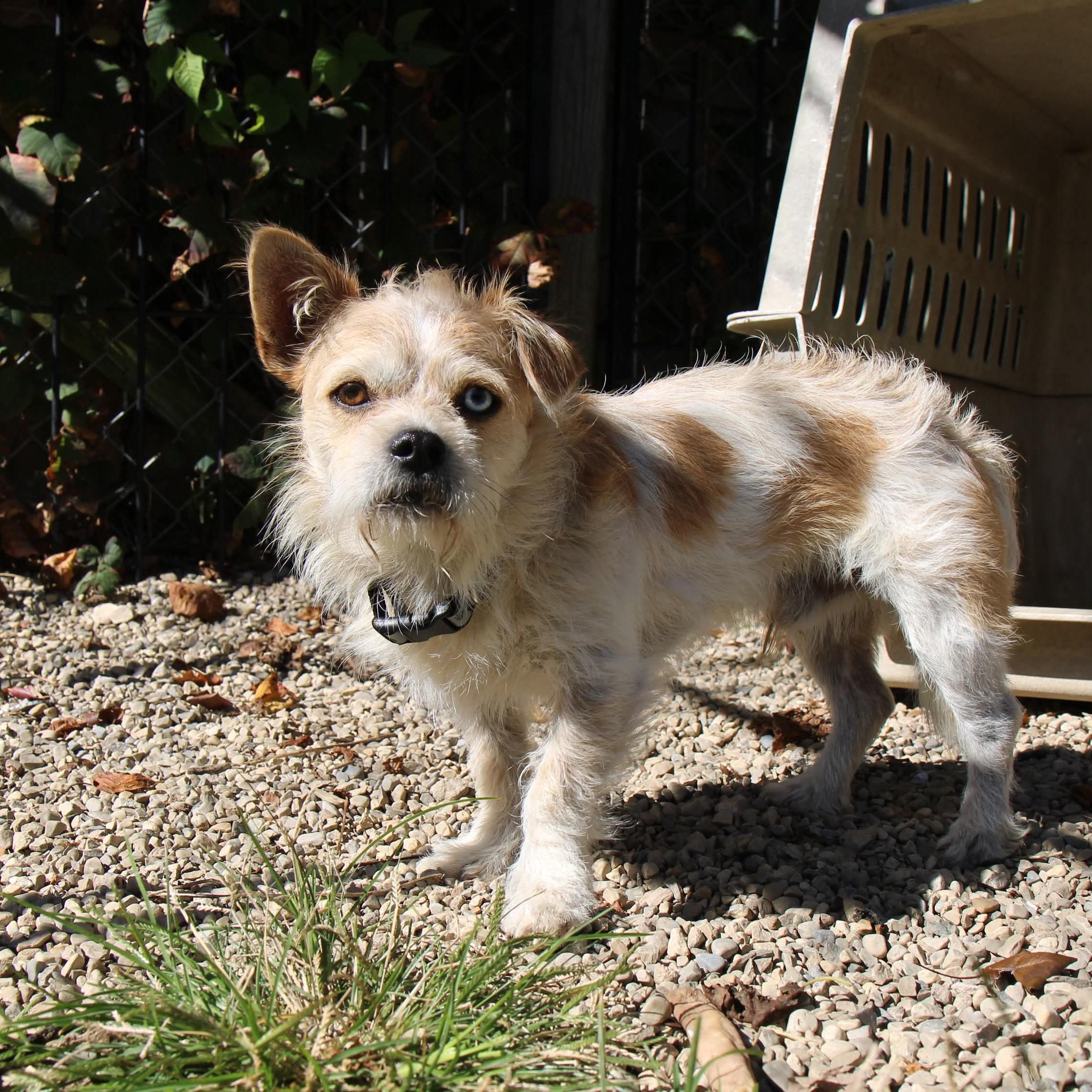 Enlarge Bowie, a Adopted Terrier in Plain City, OH image 5/6