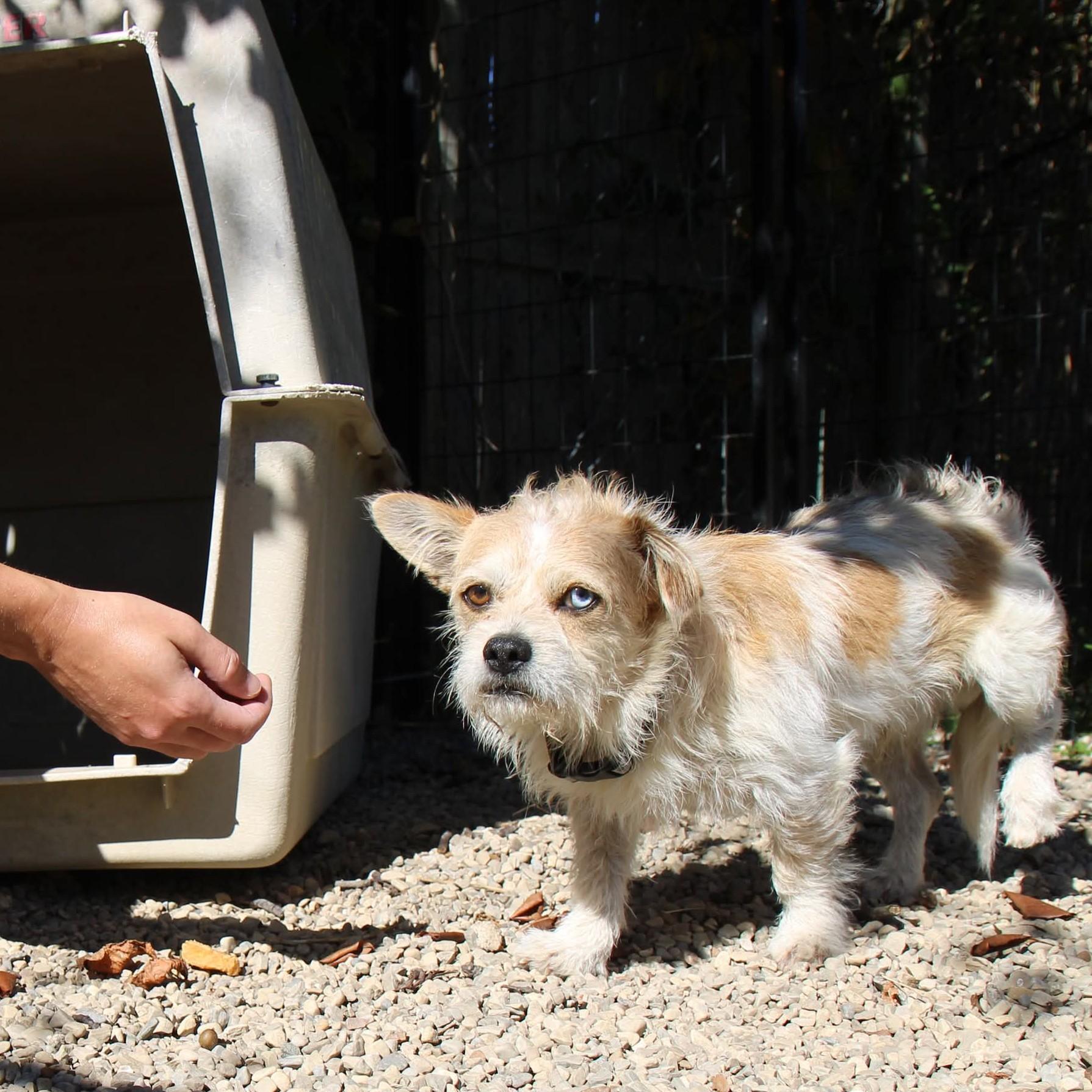 Enlarge Bowie, a Adopted Terrier in Plain City, OH image 6/6