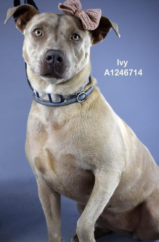 Enlarge IVY, a Adoptable Pit Bull Terrier in Bakersfield, CA image 1/1