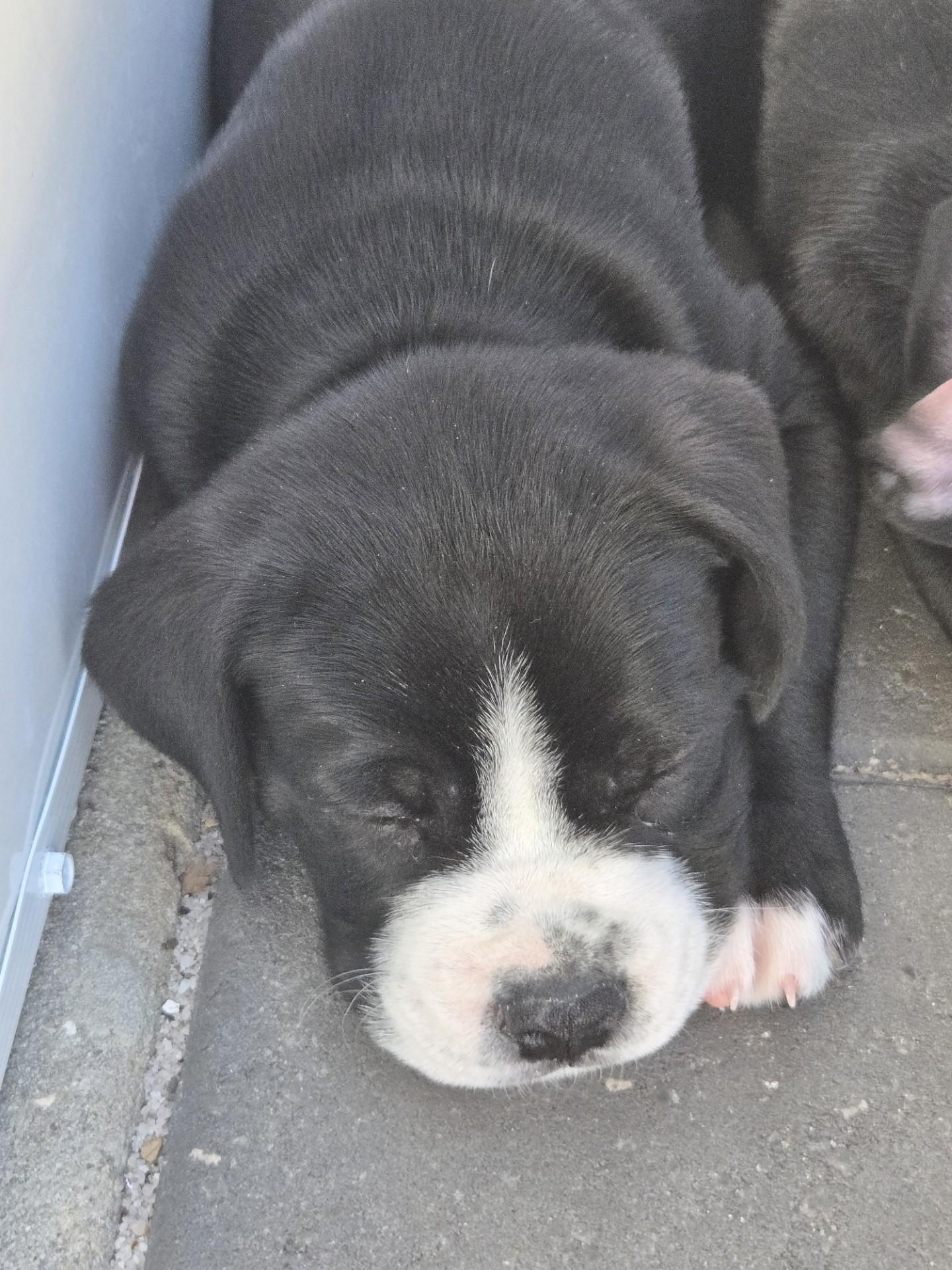 Enlarge Bowser, an adoptable mixed breed in Orlando, FL image 6/6