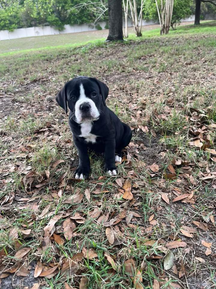 Bowser, adopted, Puppy Male Boxer & American Bulldog.
