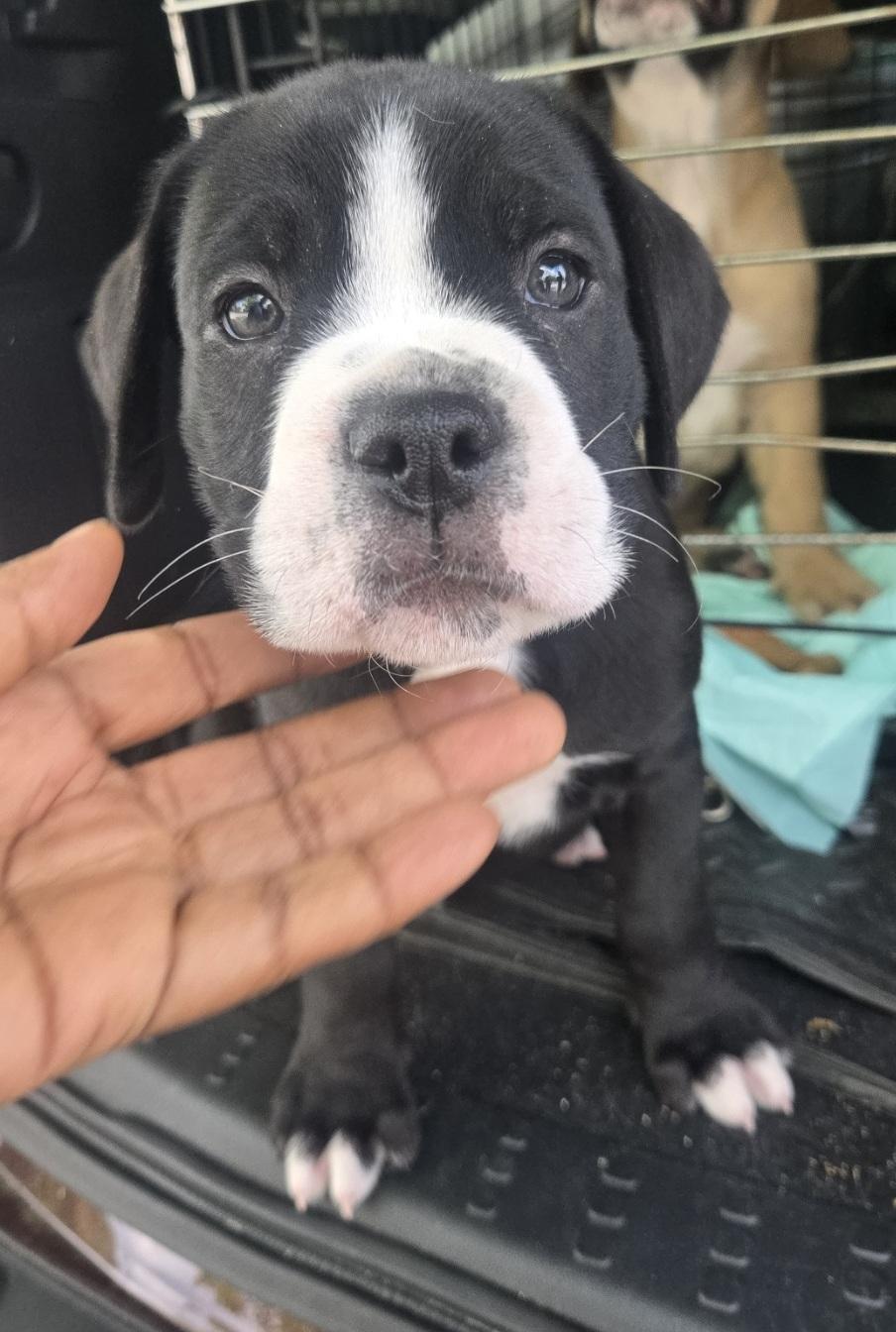 Enlarge Bowser, an adoptable mixed breed in Orlando, FL image 3/6