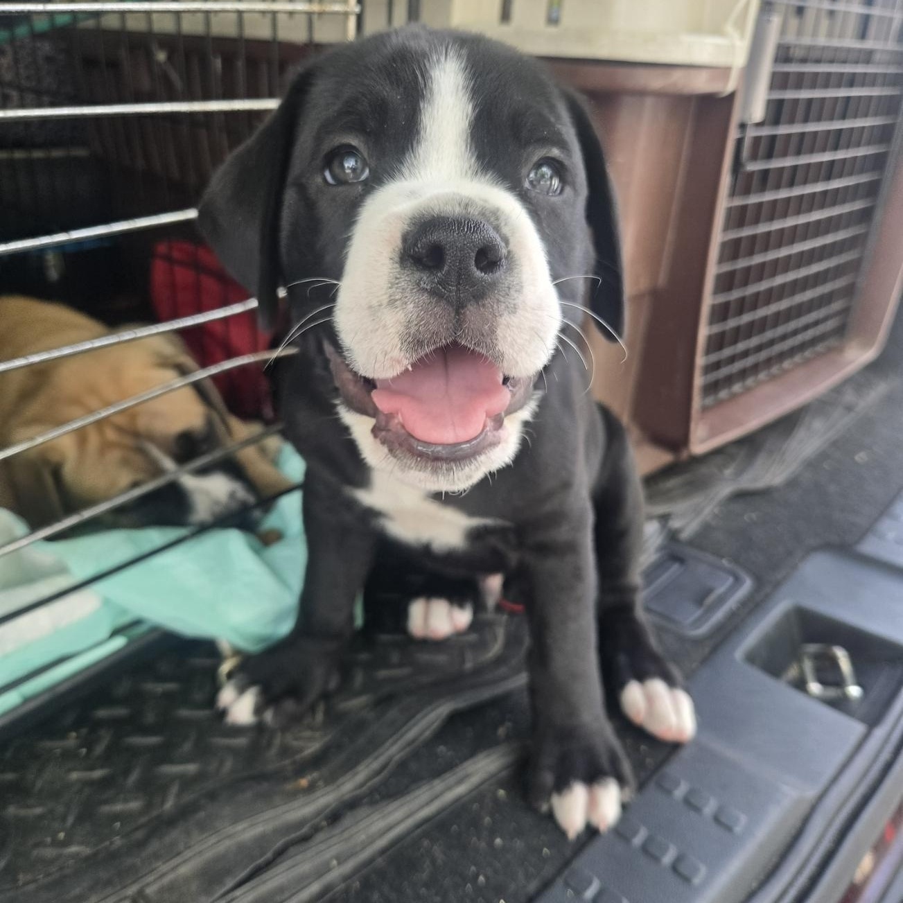 Enlarge Bowser, an adoptable mixed breed in Orlando, FL image 2/6