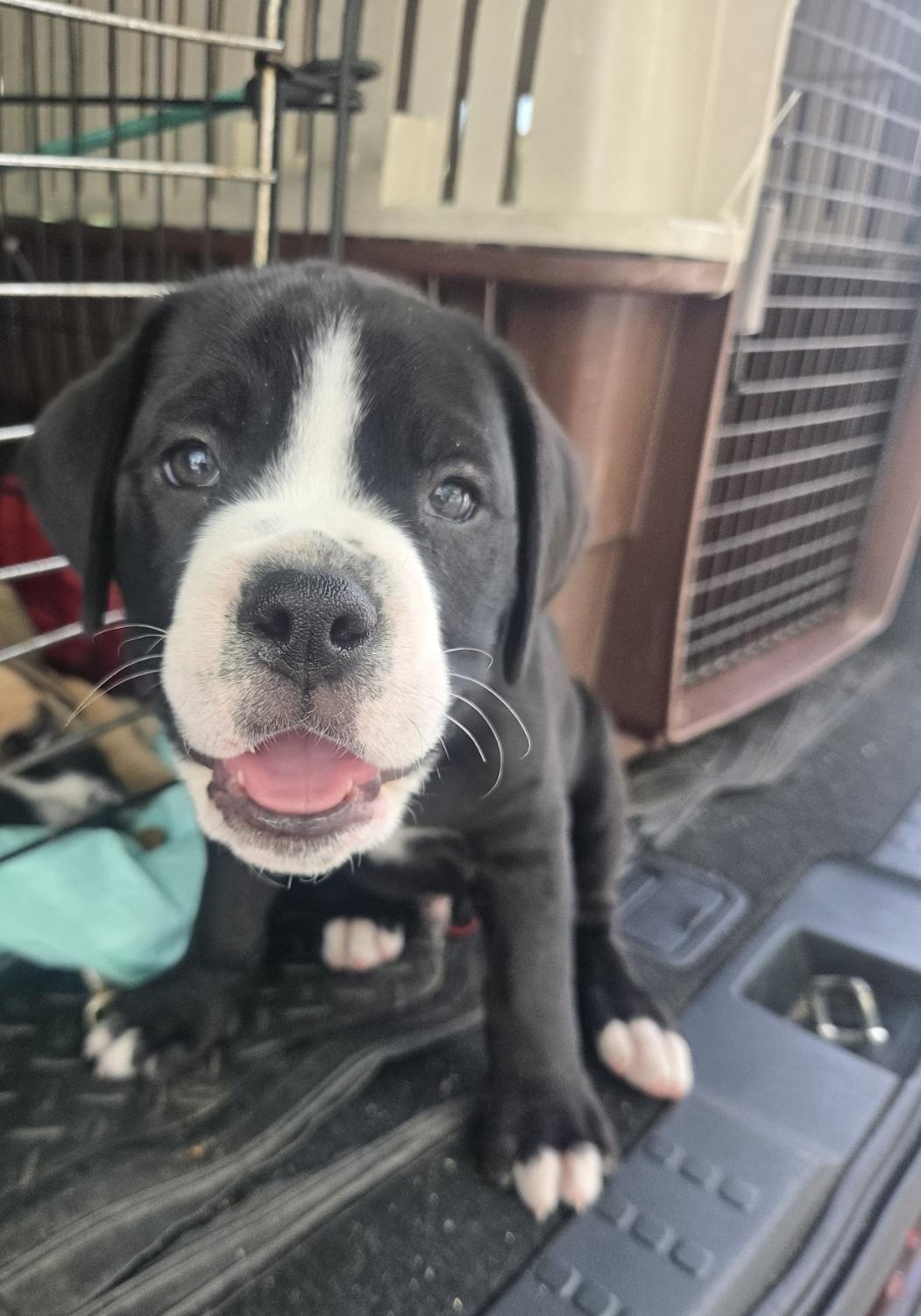 Enlarge Bowser, an adoptable mixed breed in Orlando, FL image 5/6