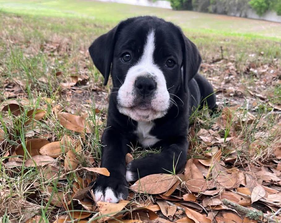 Bowser, adoptable, Puppy Male Boxer & American Bulldog.