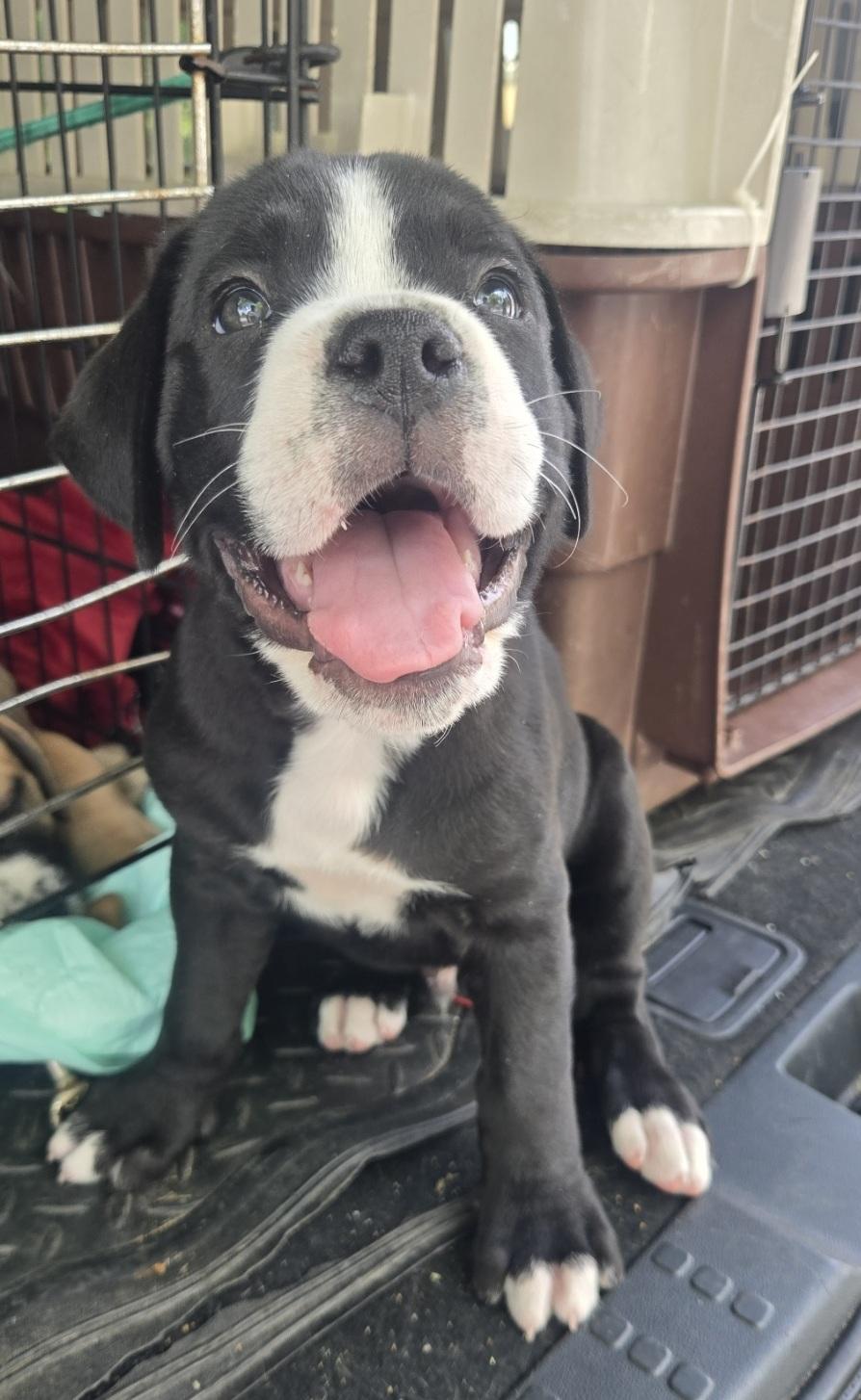 Enlarge Bowser, an adoptable mixed breed in Orlando, FL image 4/6