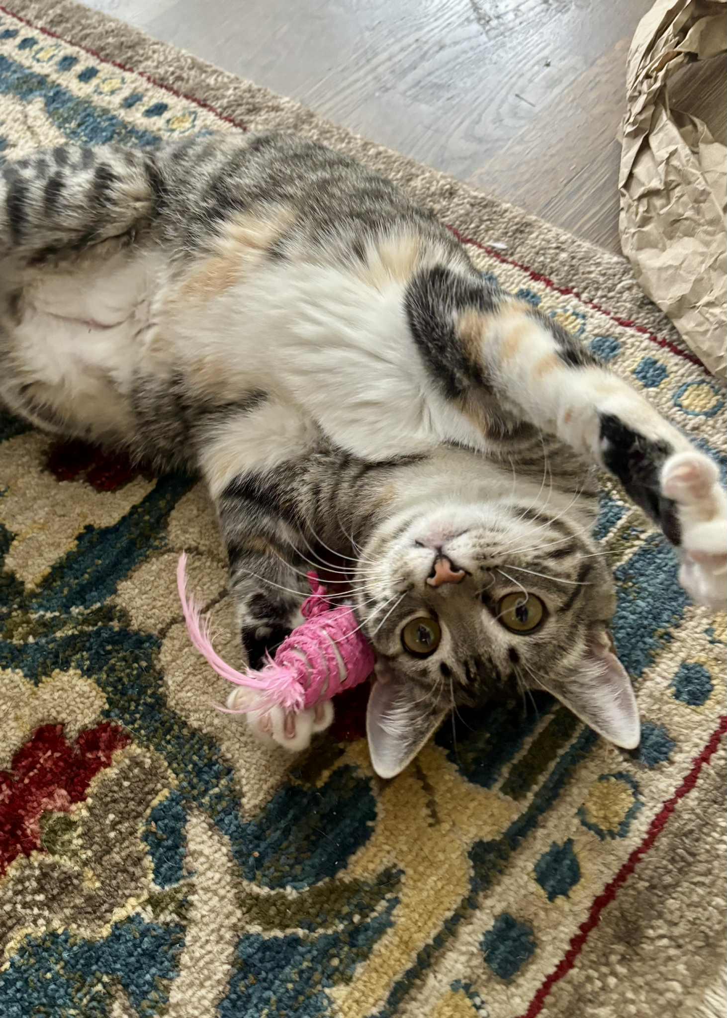 Ivy, Adoptable, Young Female Domestic Short Hair.