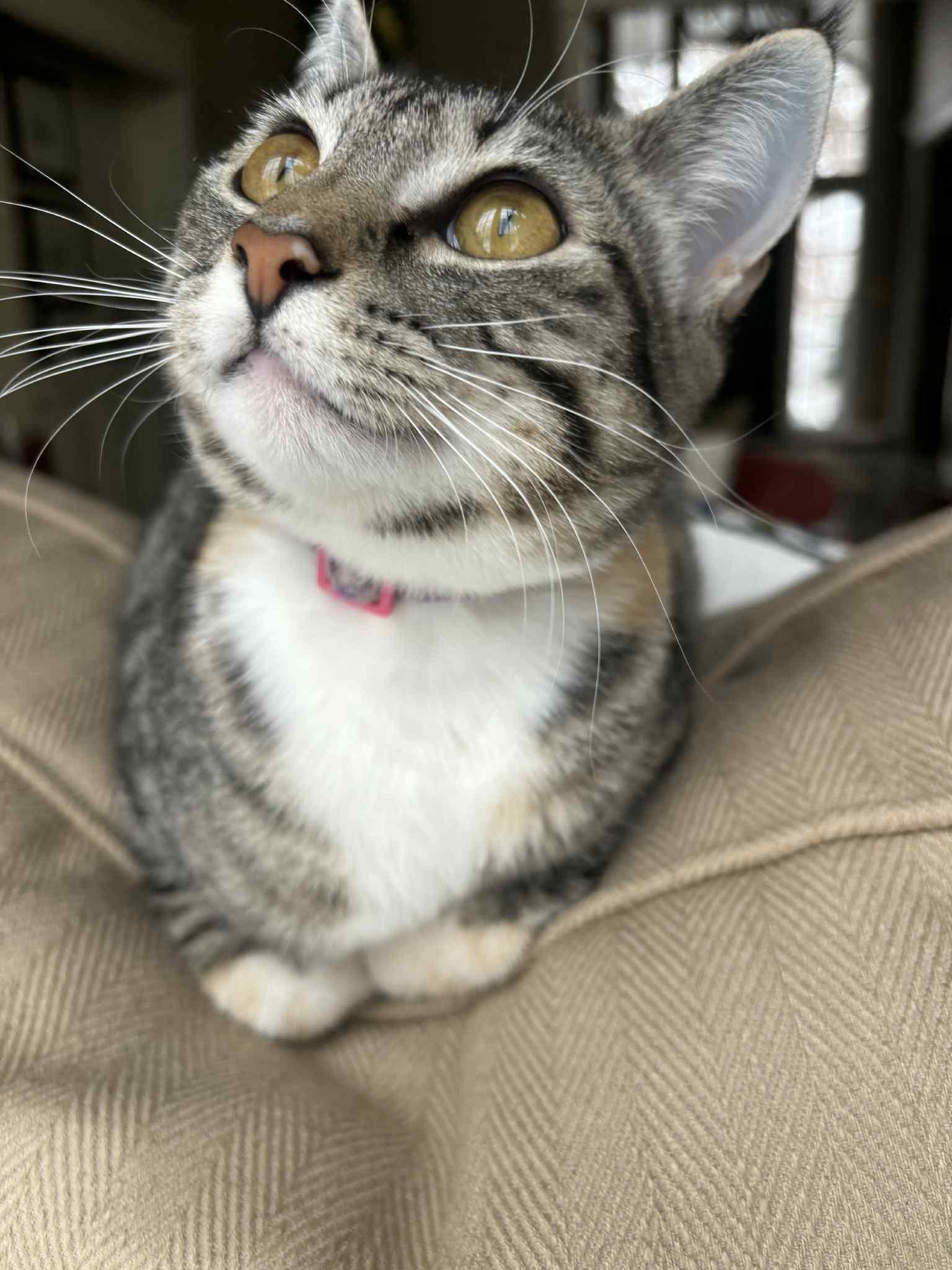 Enlarge Ivy, a Adoptable Domestic Short Hair in Overland Park, KS image 2/4