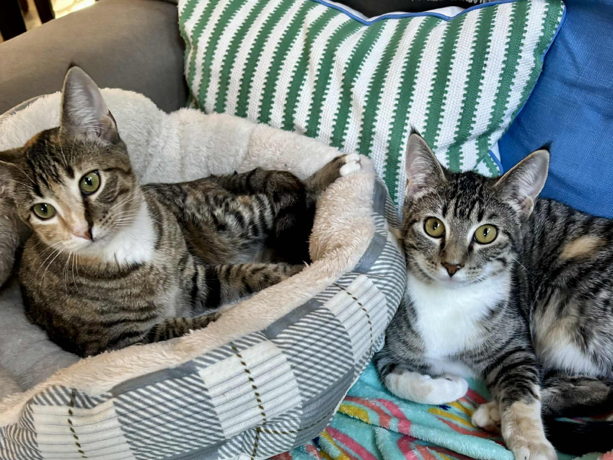 Enlarge Ivy, a Adoptable Domestic Short Hair in Overland Park, KS image 3/4