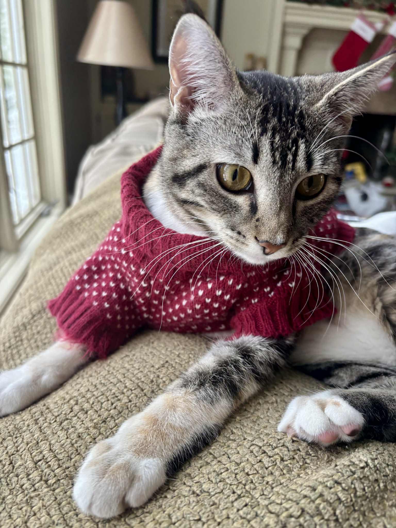 Enlarge Ivy, a Adoptable Domestic Short Hair in Overland Park, KS image 4/4