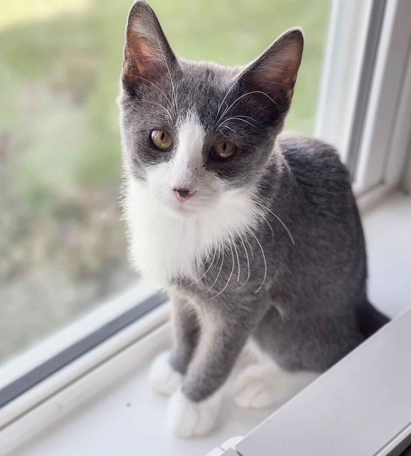 Sweet Pea (Courtesy Post)