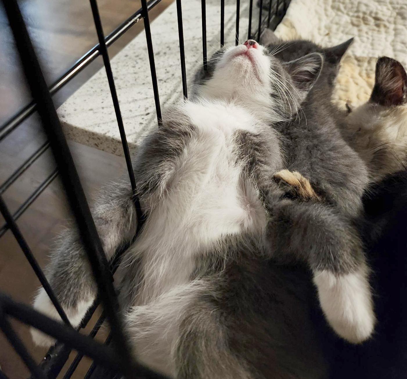 Sweet Pea (Courtesy Post)