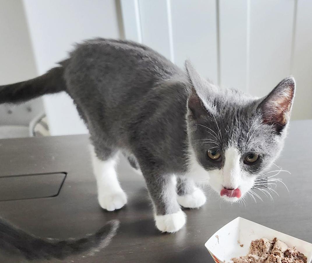 Sweet Pea (Courtesy Post)