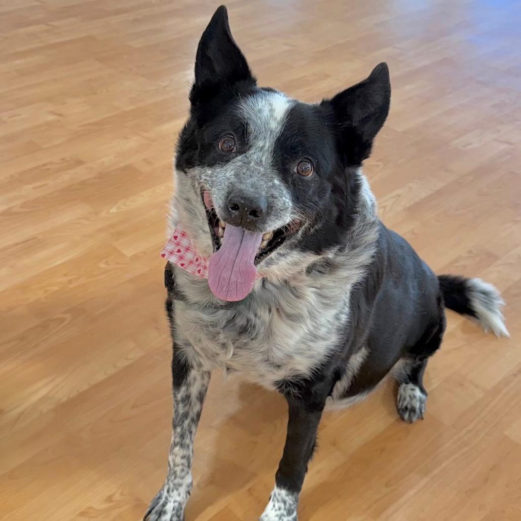 Enlarge Rowdy, a Adoptable Mixed Breed in DeKalb, IL image 1/4