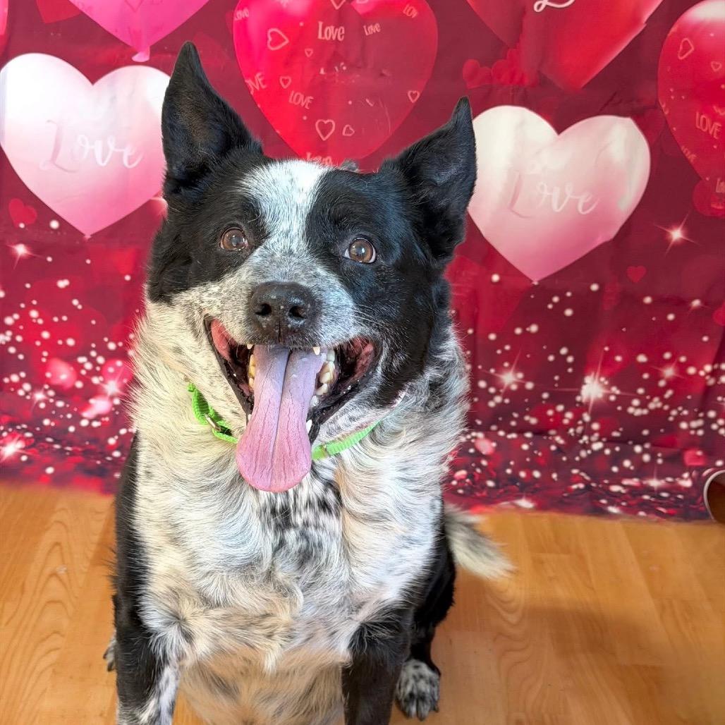 Enlarge Rowdy, a Adoptable Mixed Breed in DeKalb, IL image 2/4