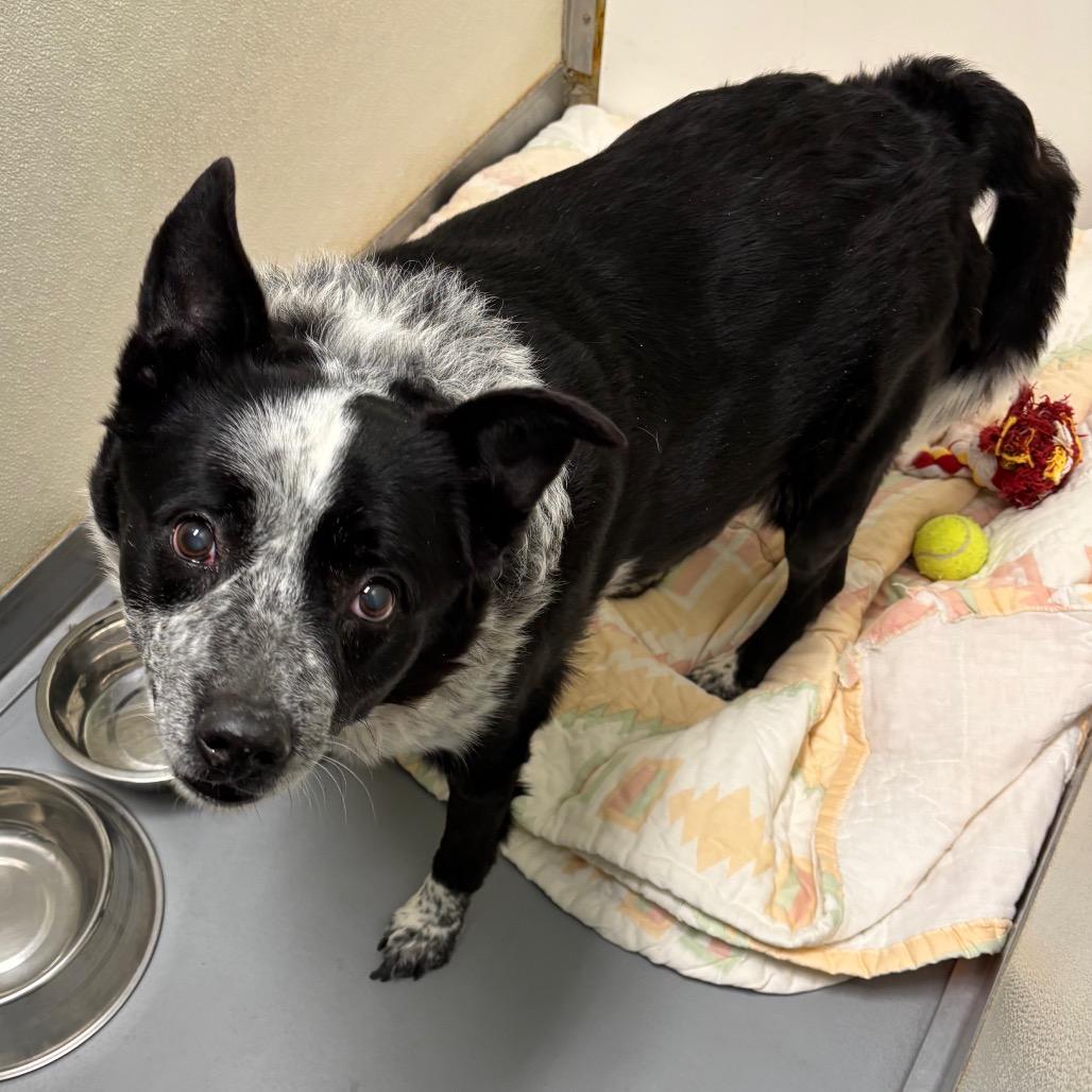 Enlarge Rowdy, a Adoptable Mixed Breed in DeKalb, IL image 3/4