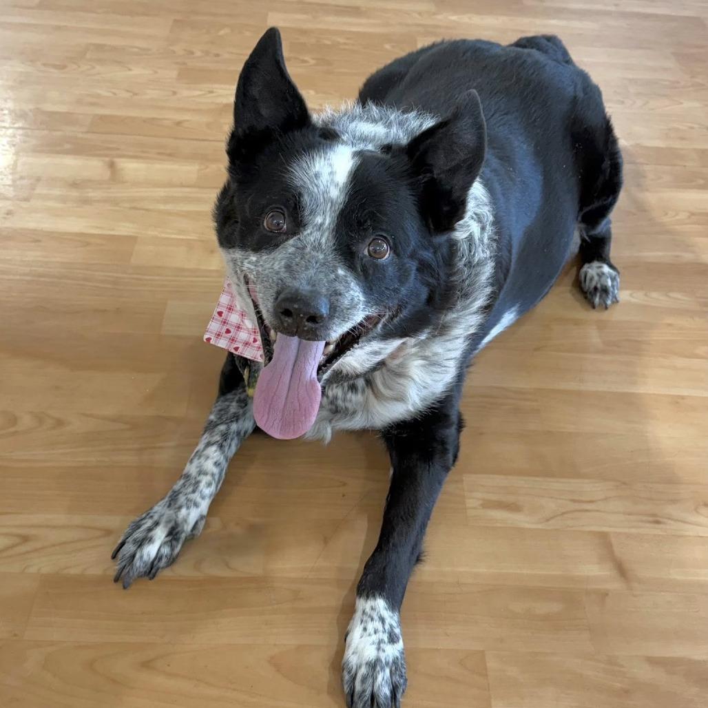 Enlarge Rowdy, a Adoptable Mixed Breed in DeKalb, IL image 4/4