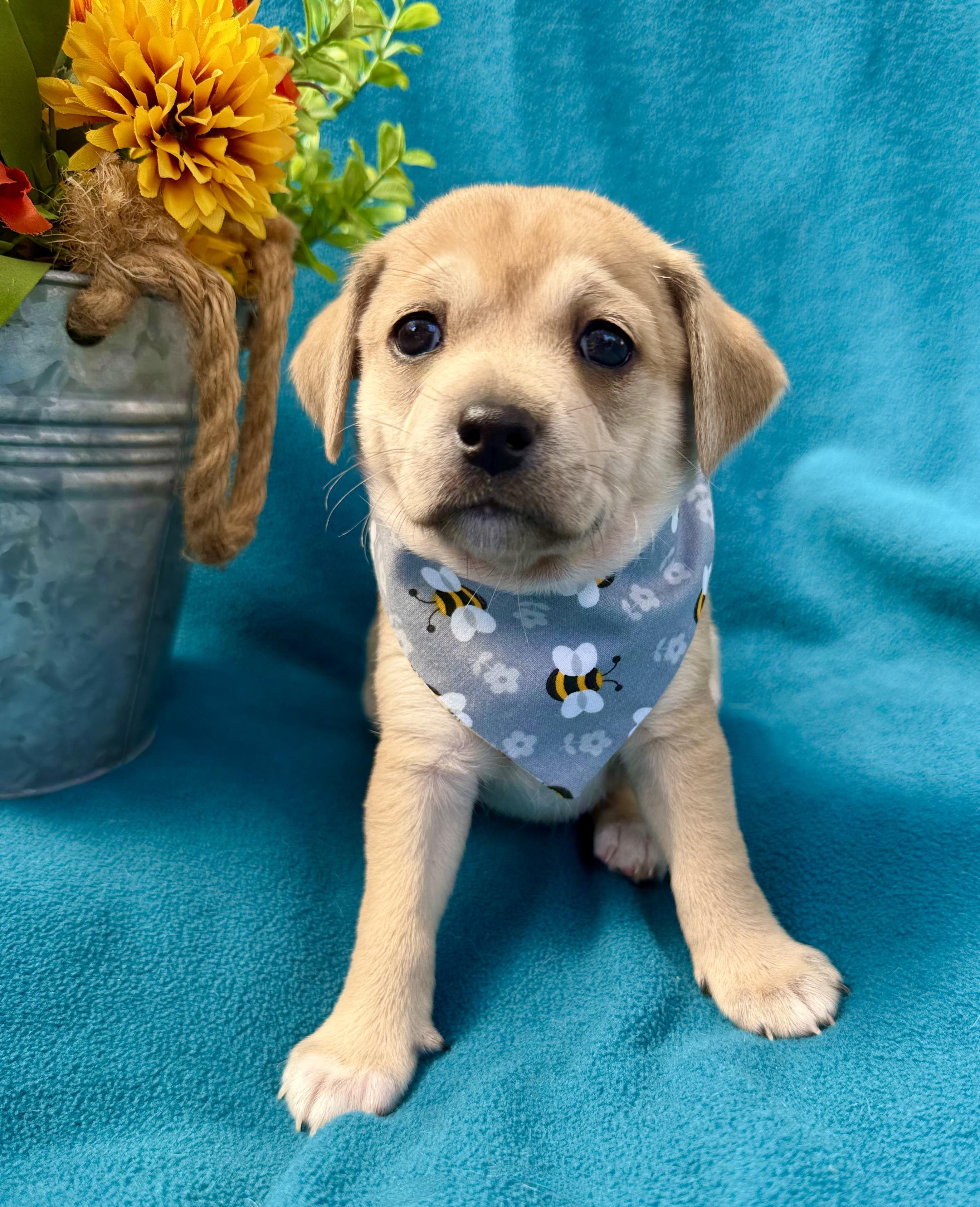 Toasty, ADOPTABLE, Puppy Female Puggle & Pug.
