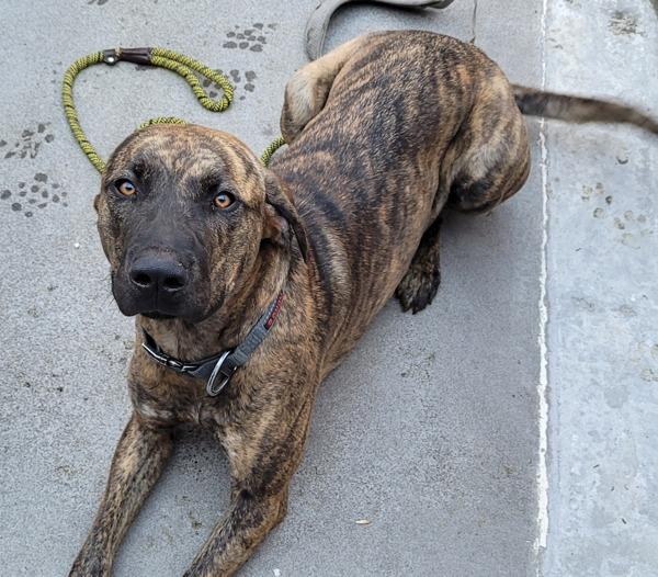 Jinx, Adoptable, Young Female Plott Hound.