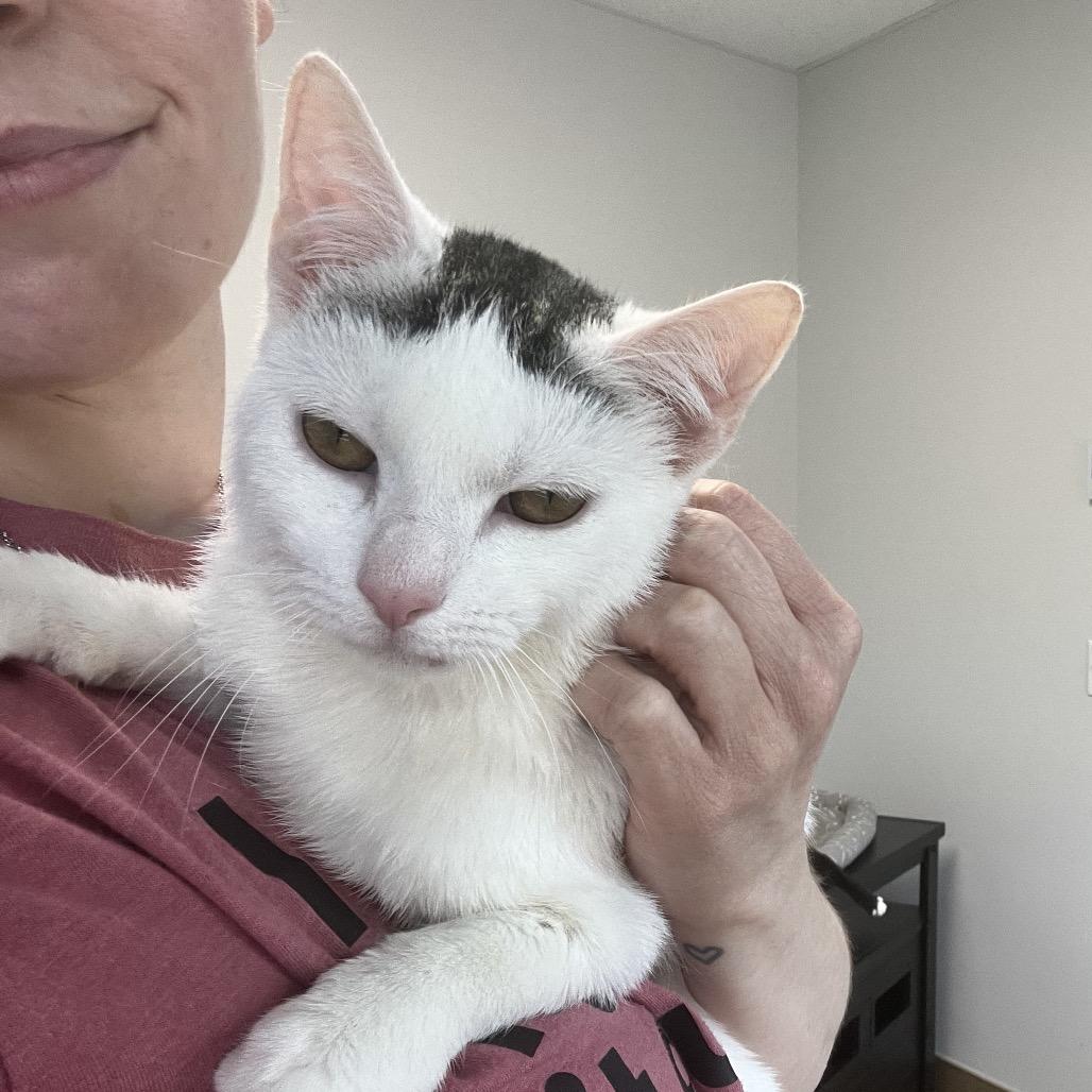 Lavendar, Adoptable, Young Female Domestic Short Hair.