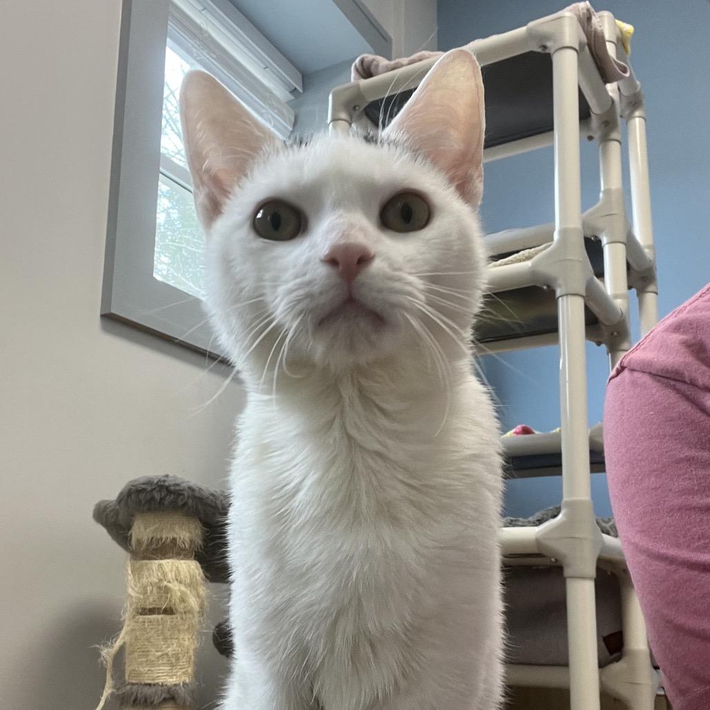 Enlarge Lavendar, a Adoptable Domestic Short Hair in Oneonta, NY image 2/6