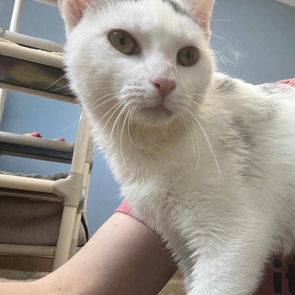 Enlarge Lavendar, a Adoptable Domestic Short Hair in Oneonta, NY image 3/6