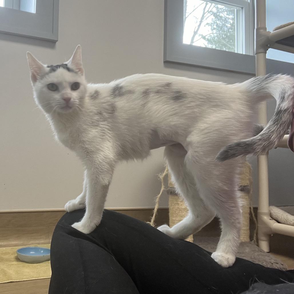 Enlarge Lavendar, a Adoptable Domestic Short Hair in Oneonta, NY image 4/6