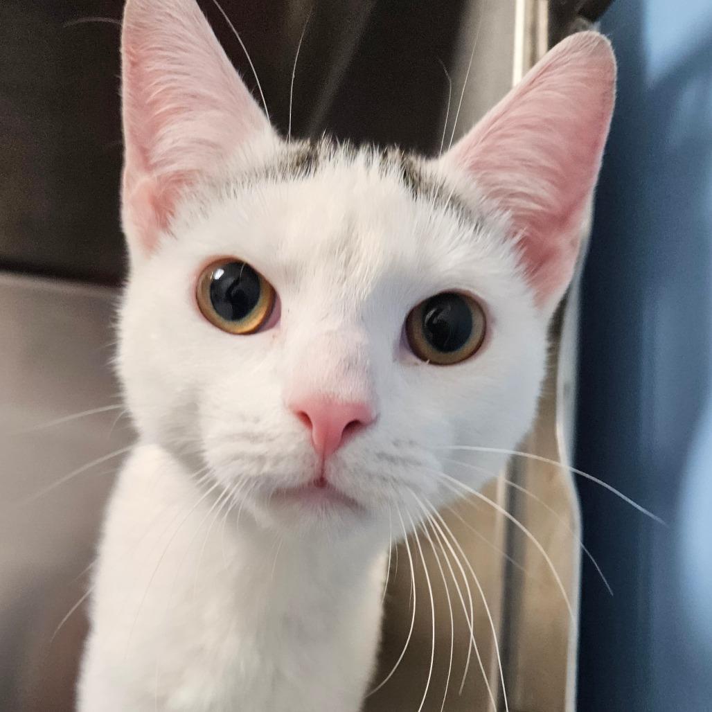 Enlarge Lavendar, a Adoptable Domestic Short Hair in Oneonta, NY image 6/6