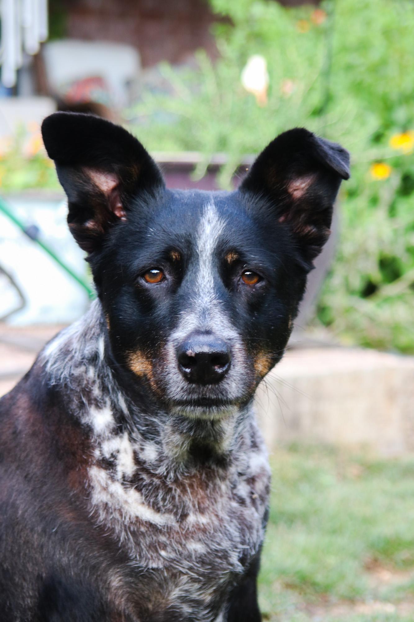 Lydia & Beth (courtesy list), a Adoptable mixed breed in Montague, TX image 1/4