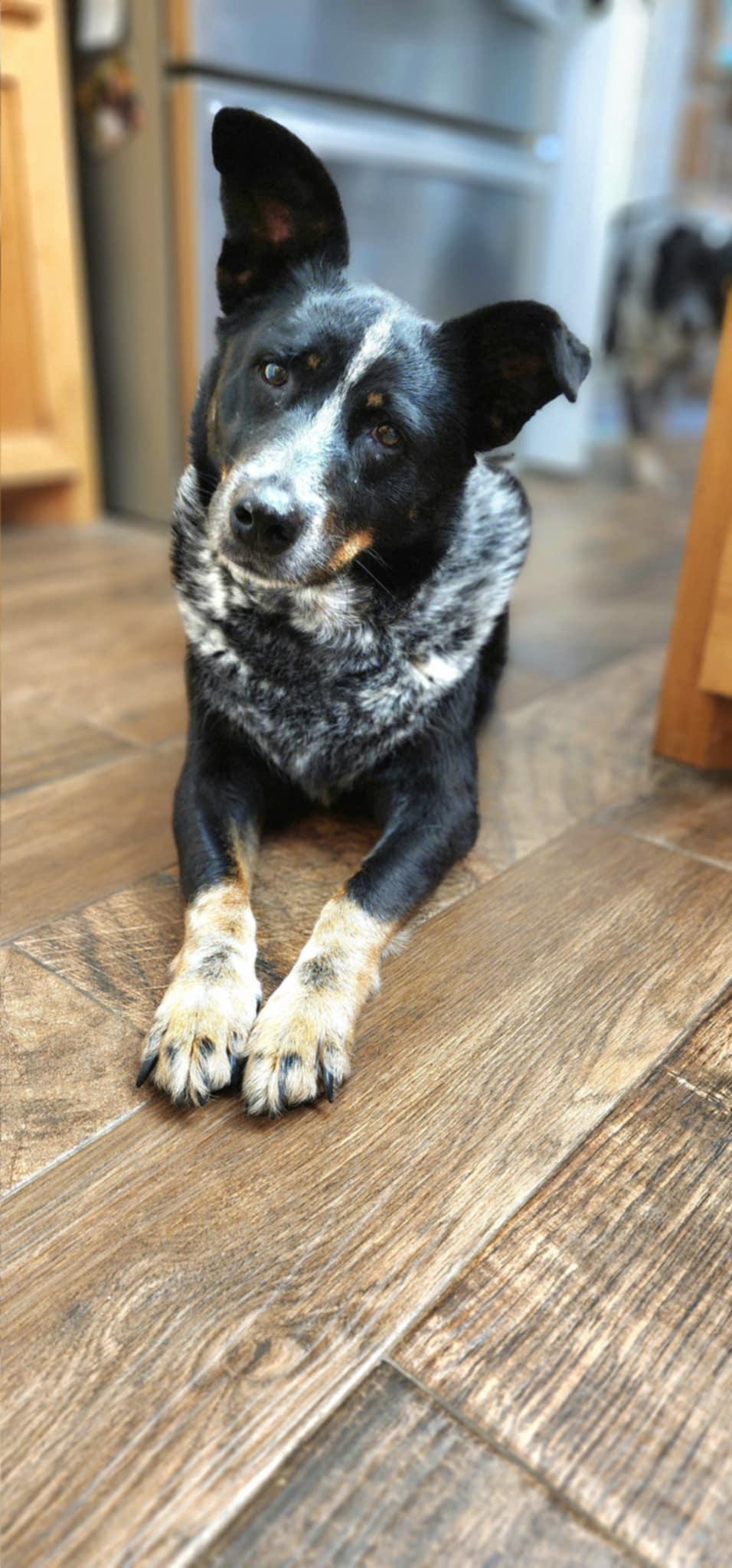Lydia & Beth (courtesy list), a Adoptable mixed breed in Montague, TX image 4/4