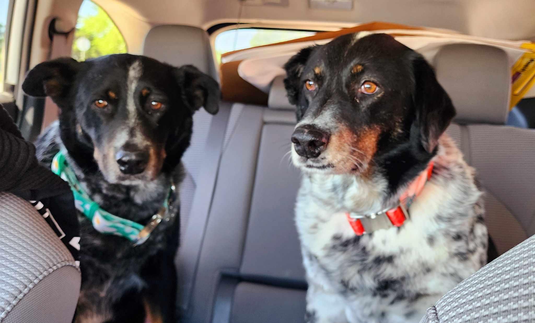 Lydia & Beth (courtesy list), a Adoptable mixed breed in Montague, TX image 2/4
