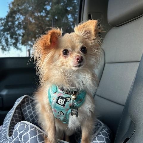 Bear, Adoptable, Adult Male Pomeranian.