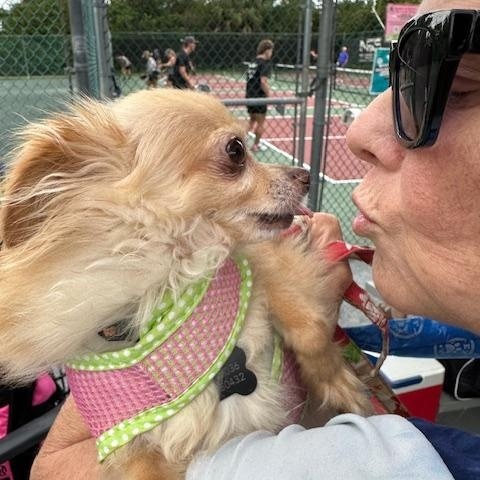Enlarge Bear, a Adoptable Pomeranian in Palm City, FL image 3/5