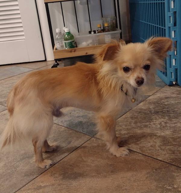Enlarge Bear, a Adoptable Pomeranian in Palm City, FL image 4/5