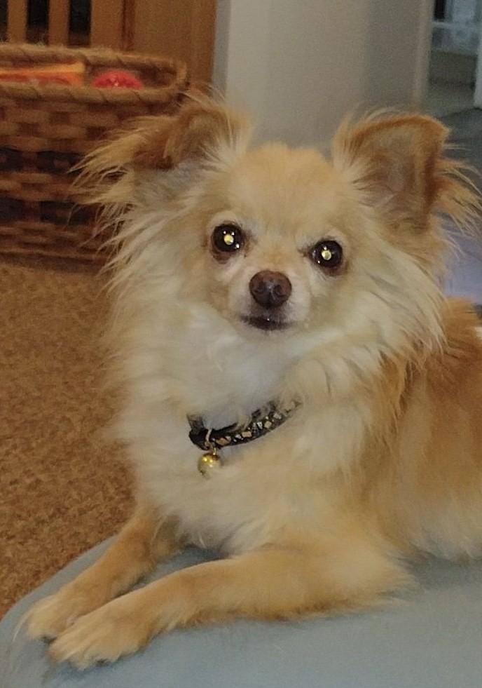 Enlarge Bear, a Adoptable Pomeranian in Palm City, FL image 5/5