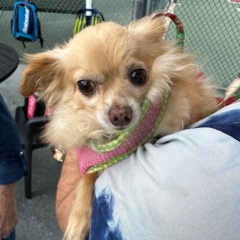 Enlarge Bear, a Adoptable Pomeranian in Palm City, FL image 2/5