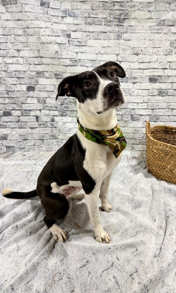 Domino "Dom, Adoptable, Young Male Mixed Breed.