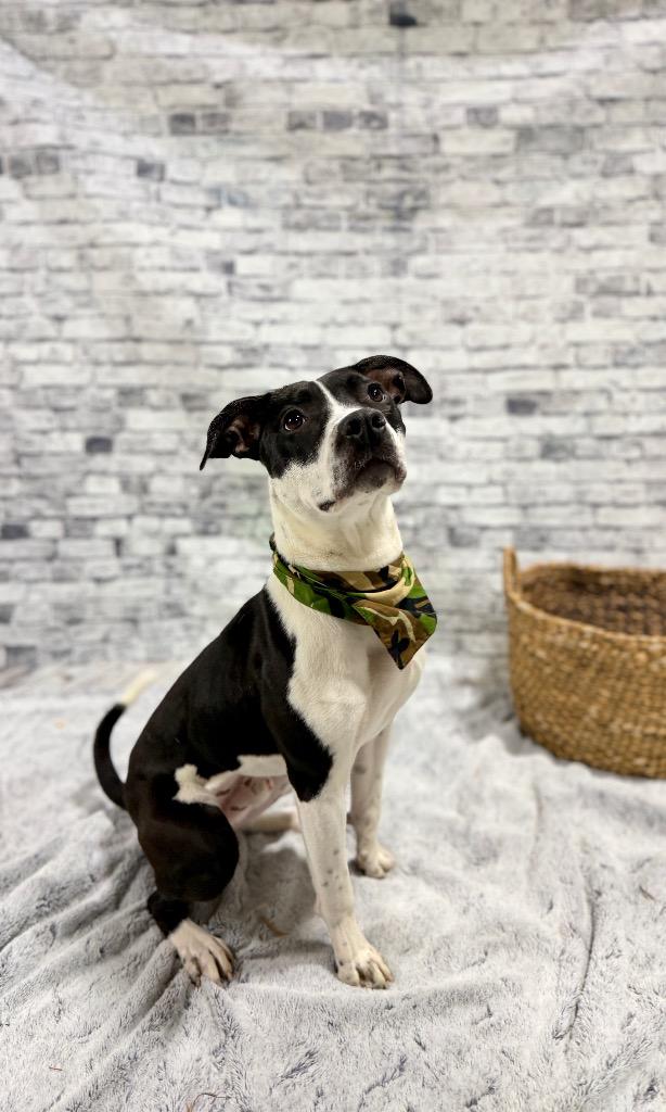 Enlarge Domino "Dom, a Adoptable Mixed Breed in Muskegon, MI image 2/4