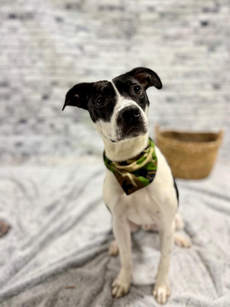 Enlarge Domino "Dom, a Adoptable Mixed Breed in Muskegon, MI image 3/4