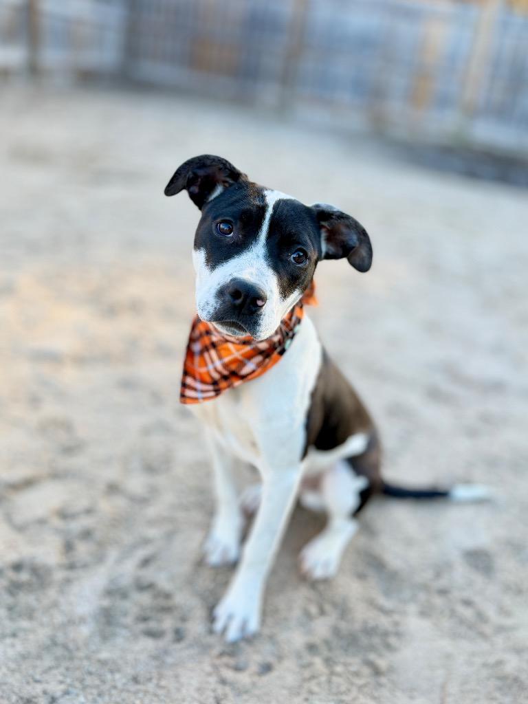 Domino "Dom, Adoptable, Young Male Mixed Breed.