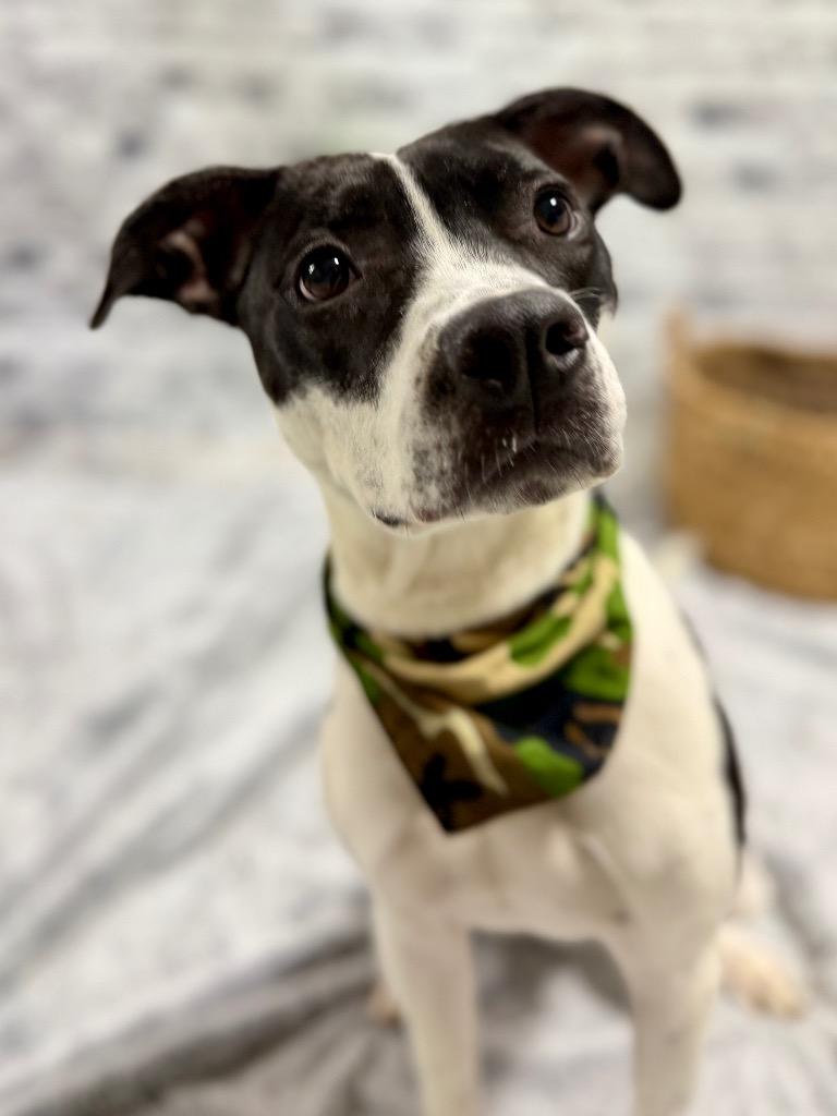 Enlarge Domino "Dom, a Adoptable Mixed Breed in Muskegon, MI image 4/4